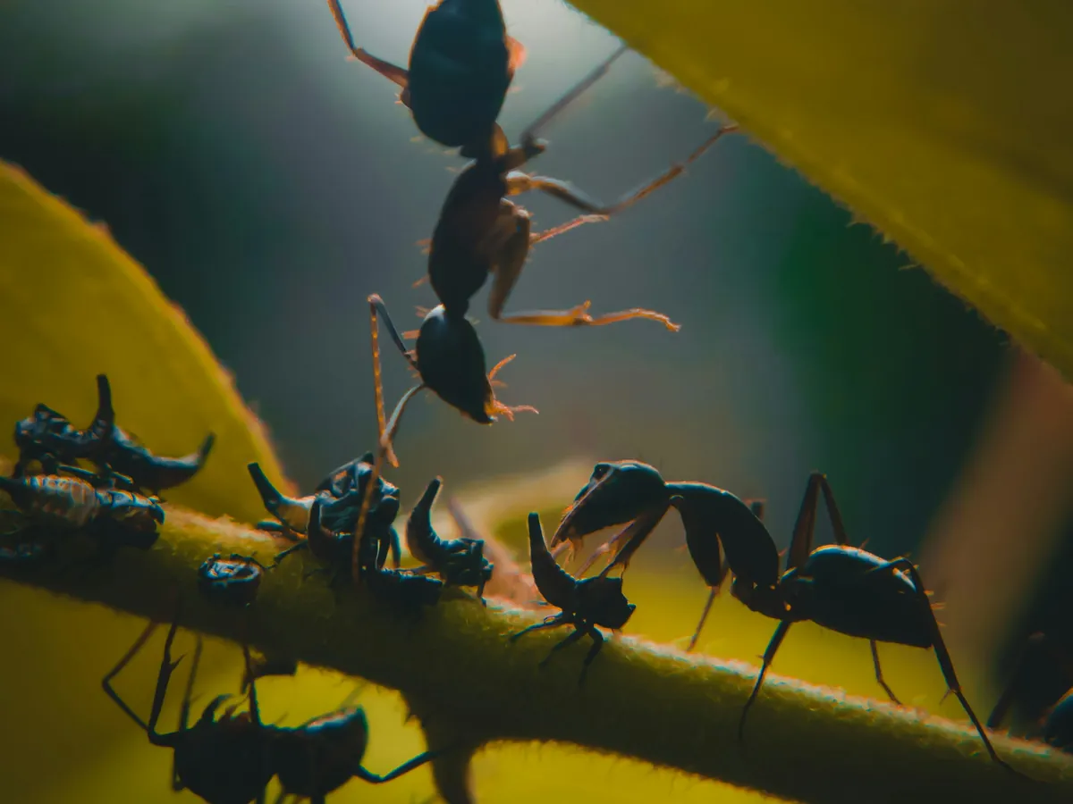 Close-up macro image of black ants infestation on plant branch showing pest problem