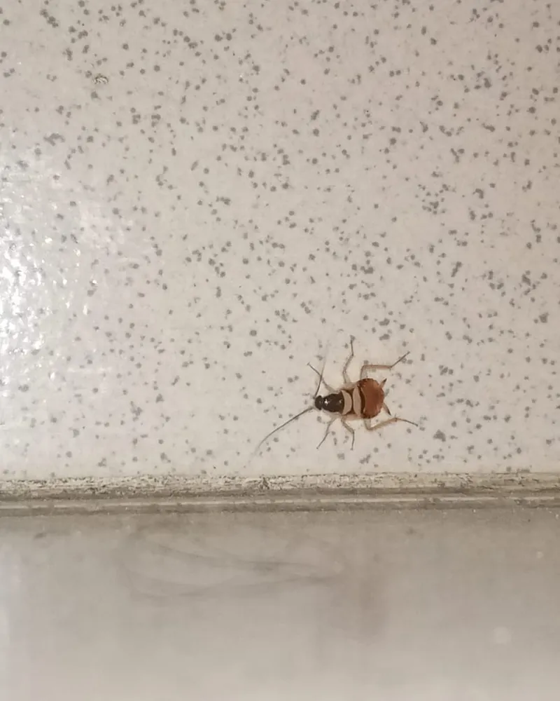 Brown cockroach on a wall near the floor