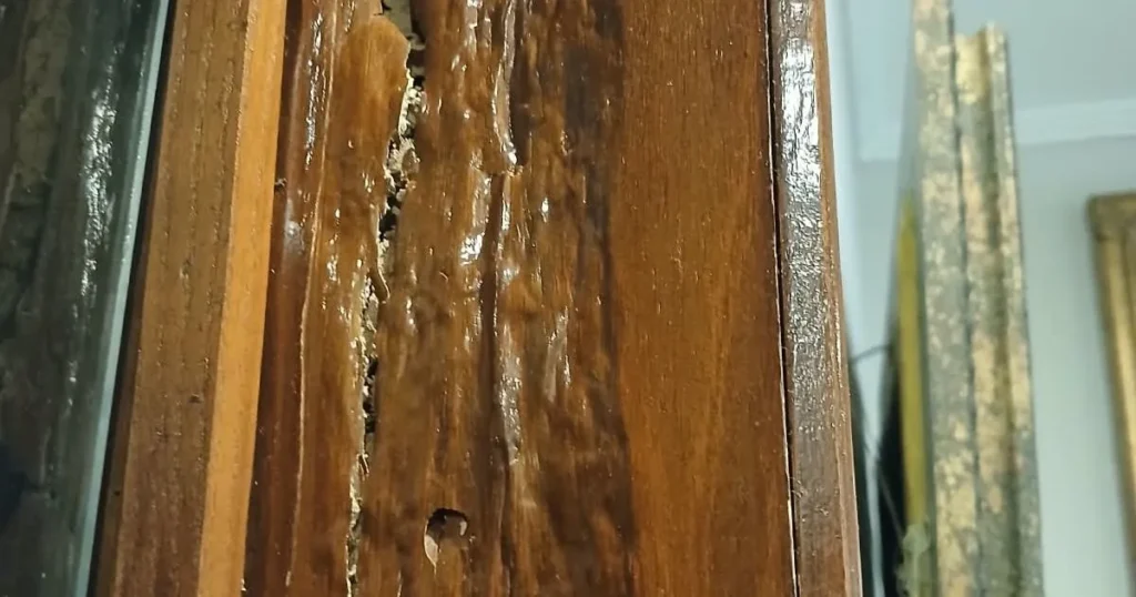 Close-up of termite damage inside a varnished wooden door frame in Lahore