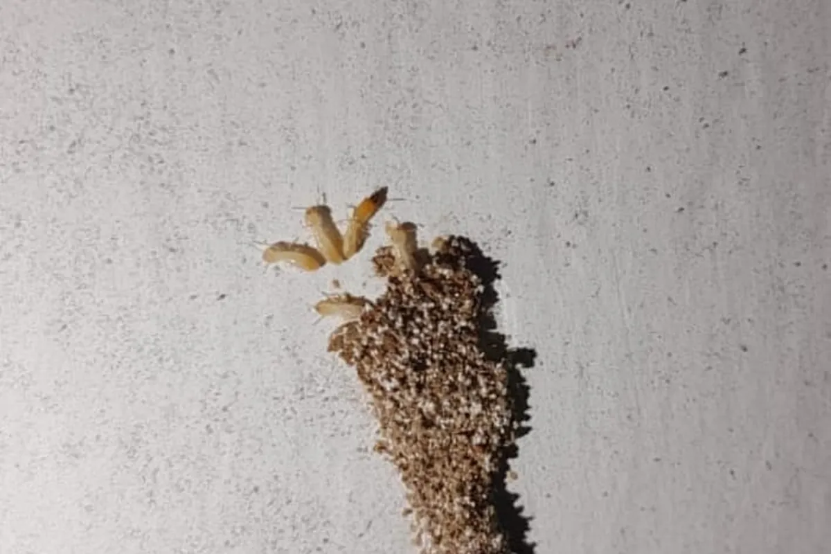 Termite larvae and grubs found on concrete surface during pest inspection in Lahore
