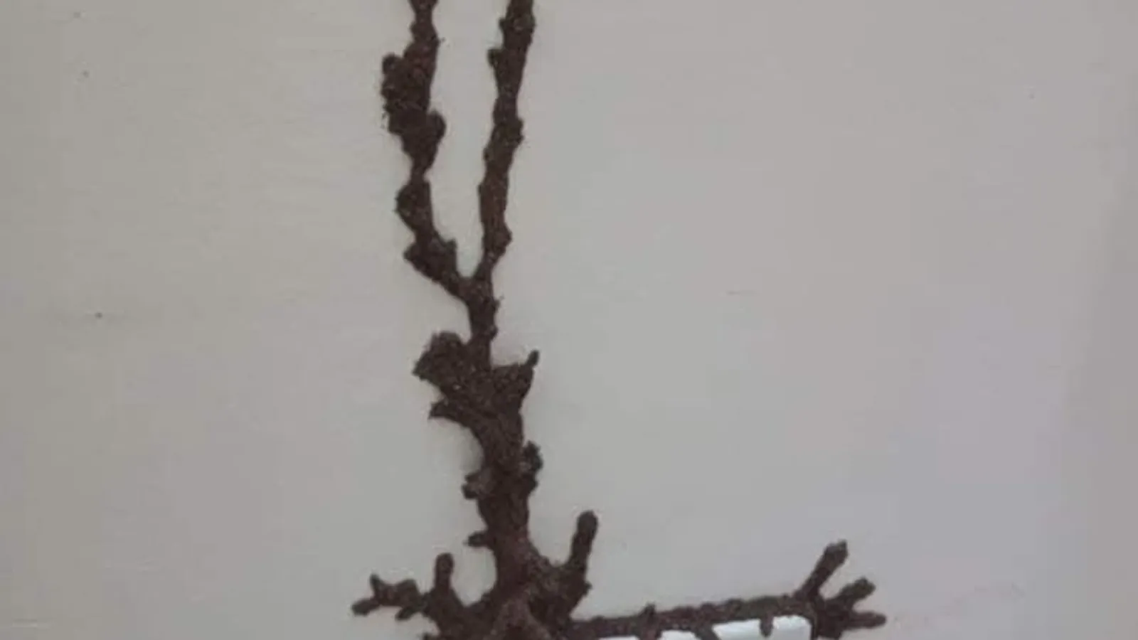 Termite mud tube trail pattern on interior wall in Lahore home