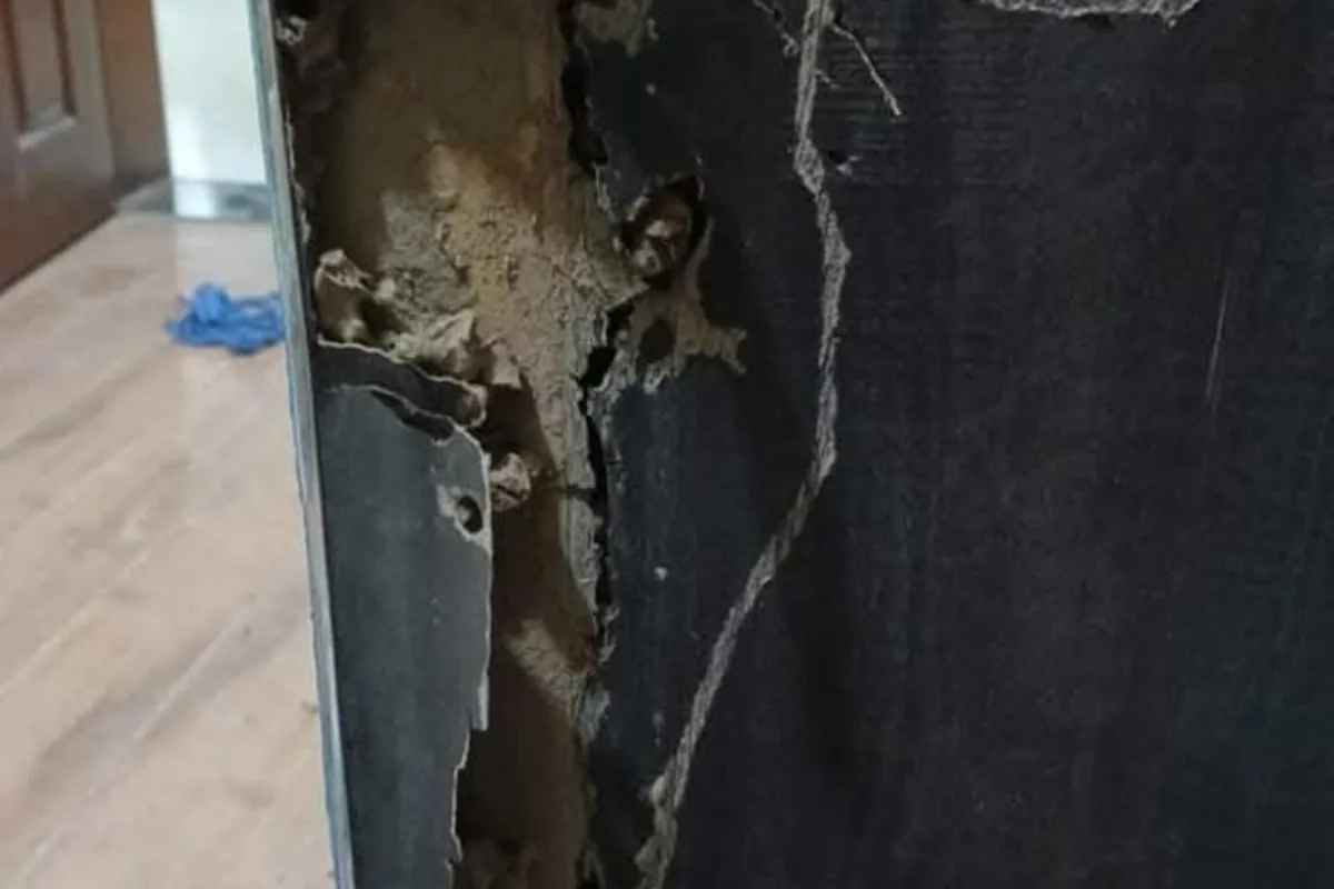 Termite wood decay damage exposed inside wall cavity in Lahore property
