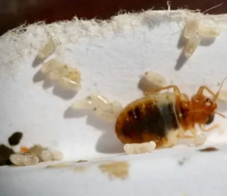 Bed bug adult with bed bug eggs on a white surface