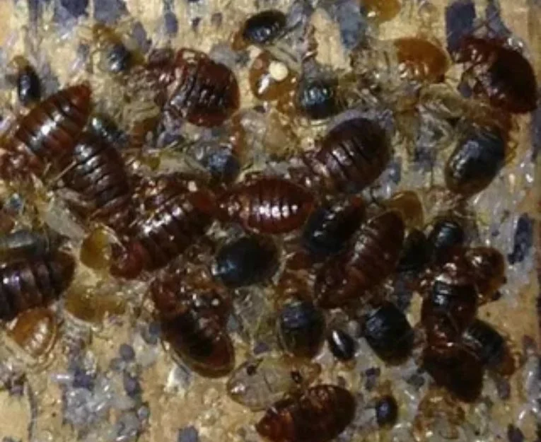 Close-up of multiple bed bugs in an infested area