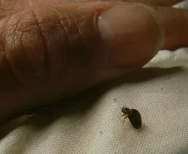Bed bug crawling near a person's finger on fabric