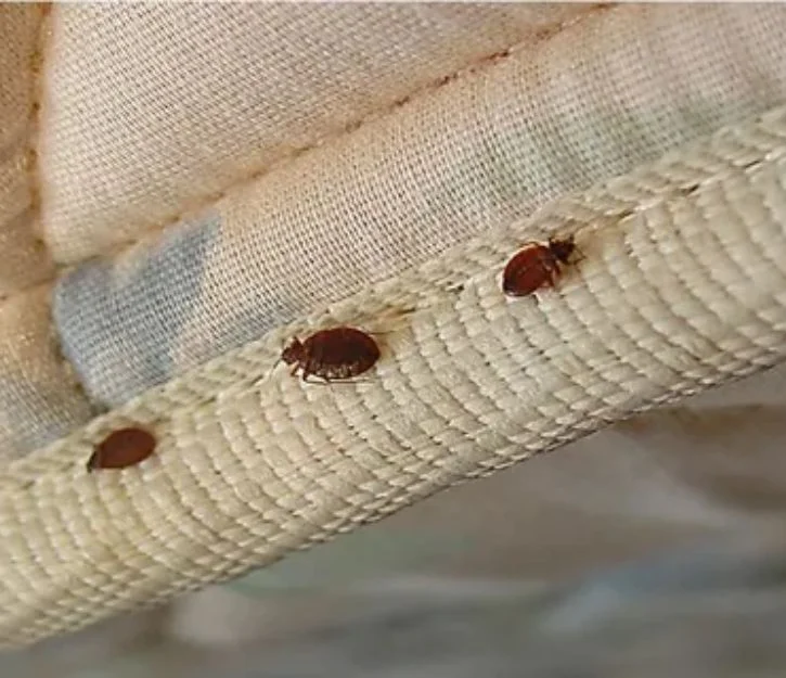 Bed bugs infestation on mattress and bedding