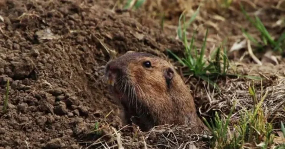 Burrowing rodent emerging from a soil mound, showing how rodents create underground burrows near gardens