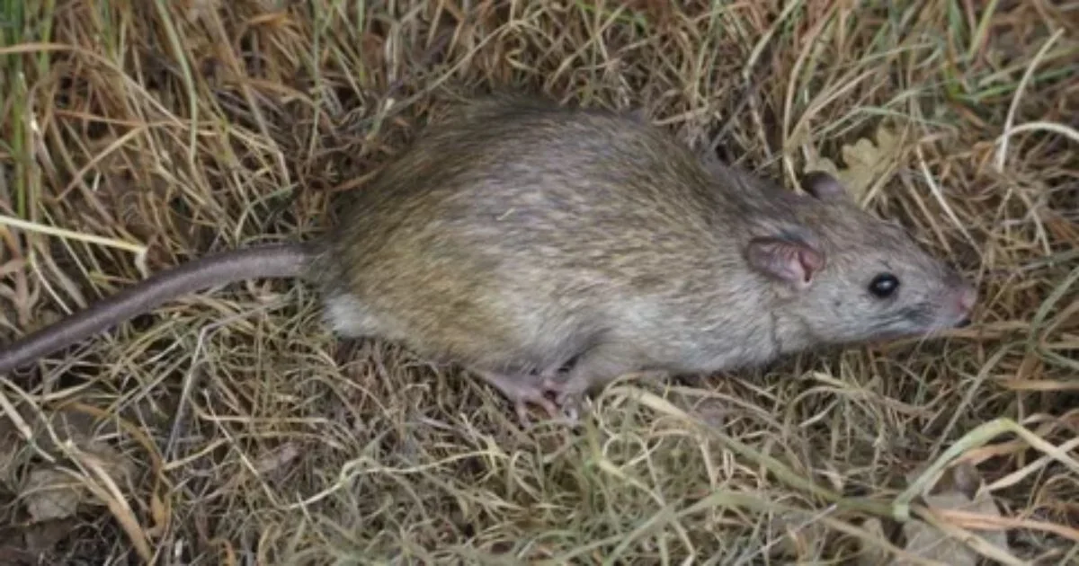 Field rat in dry grass, a rodent species that can enter homes and gardens in Lahore