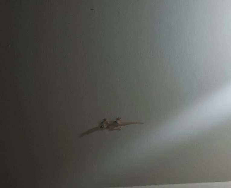 Tiny gecko resting on ceiling in dimly lit room corner