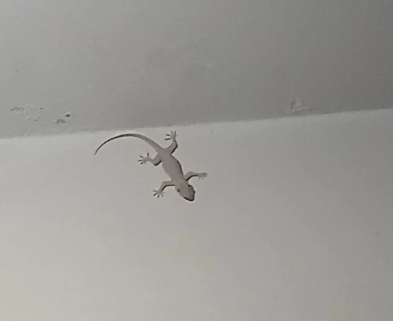 Gecko clinging upside down at ceiling and wall junction