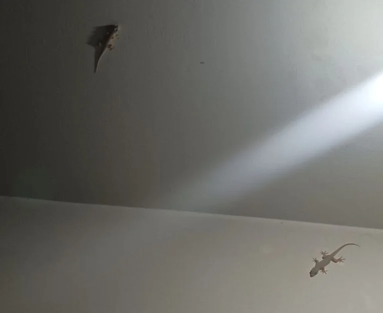 Gecko on wall inside a home requiring lizard control Lahore