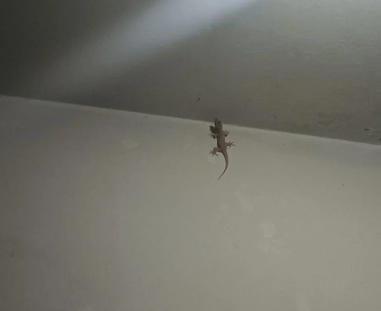 House gecko on an indoor wall requiring lizard pest control Lahore