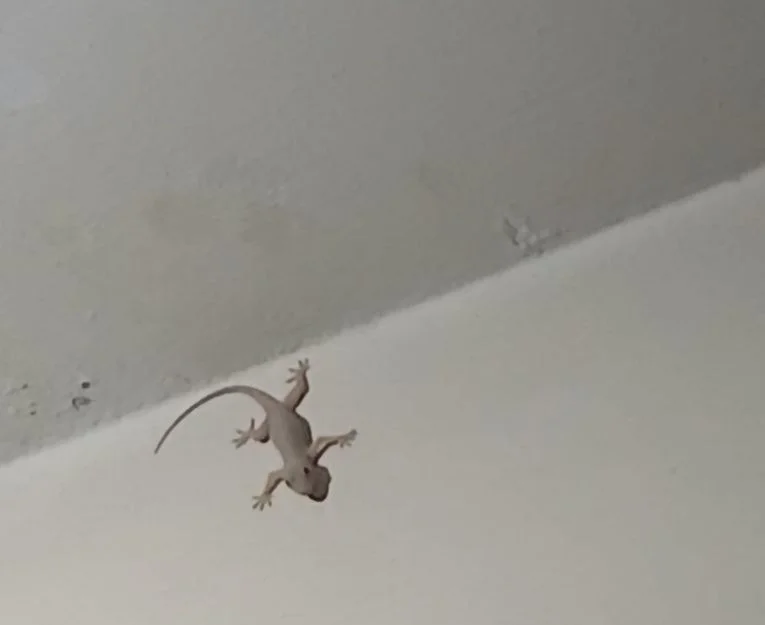 Common house gecko clinging to ceiling corner inside a home