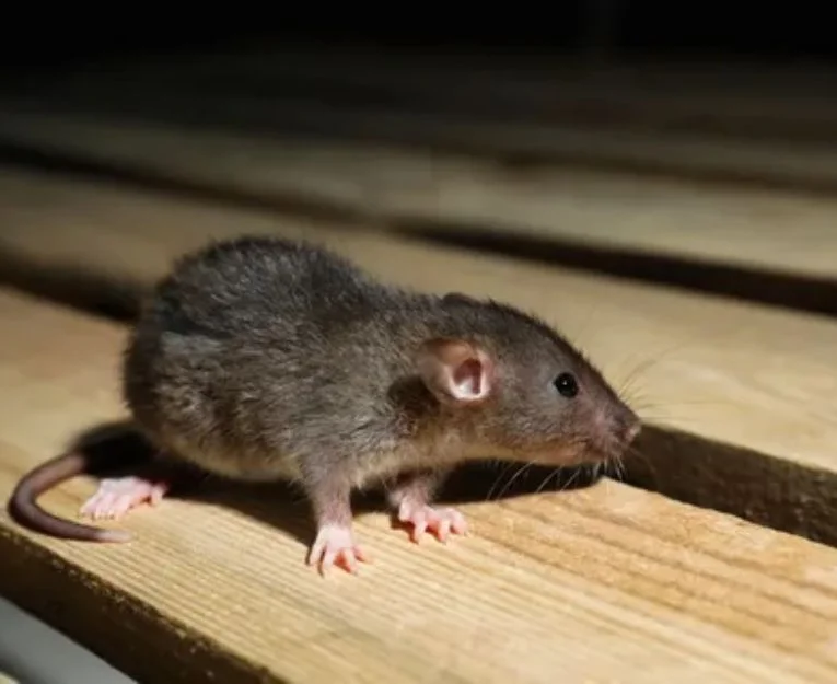 Rat on wooden attic beams, a common rodent pest found in Lahore homes